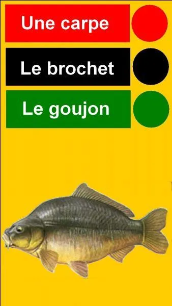 Jacques a dit : Quelle est la bonne couleur ?