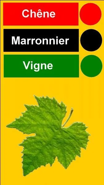 Jacques a dit : Quelle est la bonne couleur ?