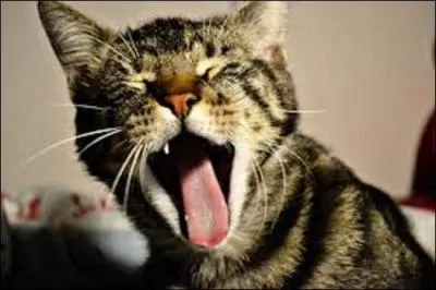 Mon chat bâille, cela signifie :