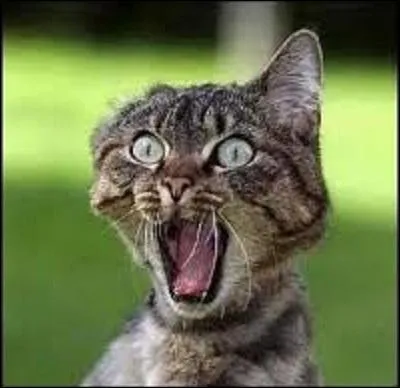 Quand un chat fait un "miaou" sec et bref et qu'il a la queue droite, cela signifie :