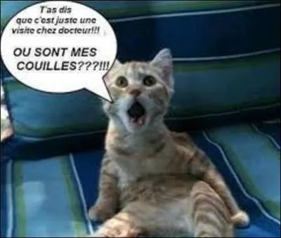 Terminons par une petite citation. À quel dialoguiste, scénariste, réalisateur et écrivain français doit-on cette phrase ?
 "On ose demander à moi qui ai un chien, un chat, une tortue, deux enfants, une femme et plusieurs belles-mères si j'aime les animaux" ? (La photo n'a rien à voir avec la question, je la trouvais seulement drôle. Sur ce, je vous souhaite de bonnes fêtes de fin d'année à tous !