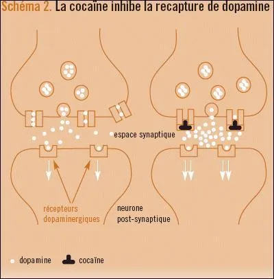 Revenons maintenant au Big Mac traditionnel. Le Big Mac fait exploser votre taux de glycémie ce qui a pour conséquence de libérer une grande quantité de dopamine et ce, seulement après 10 minutes. Qu'est-ce que la dopamine ?