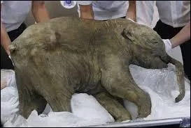 Dans quel pays en 2007, a-t-on retrouvé un bébé mammouth congelé qui fut baptisé "Lyuba" ?