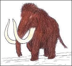 Comment traduit-on le mot "mammouth" en anglais ?