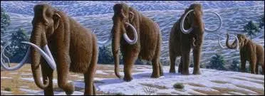 Les mammouths sont...