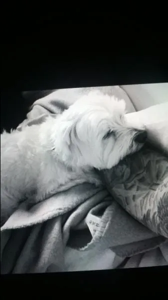 Comment s'appelle son chien qu'il a reçu le Noël dernier ?