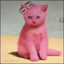 À qui appartient le chaton rose démoniaque nommé Belzébuth ?