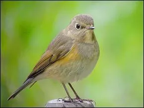 Le nom de l'animal représenté sur la photo veut également dire :