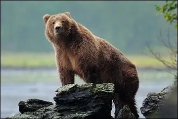 Le nom de l'animal représenté sur la photo veut également dire :