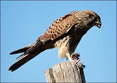 Le nom de l'animal représenté sur la photo veut également dire :