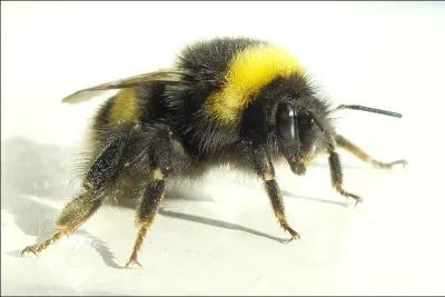 Le nom de l'animal représenté sur la photo veut également dire :