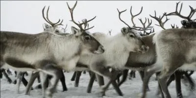 Le nom de l'animal représenté sur la photo veut également dire :