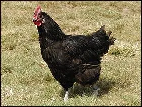 Le nom de l'animal représenté sur la photo veut également dire :