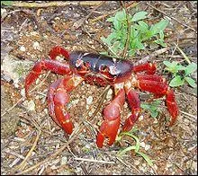 Le nom de l'animal représenté sur la photo veut également dire :