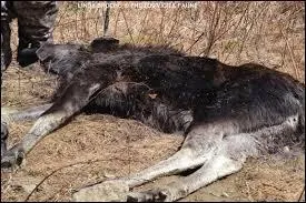 Pendant ce temps, quel minuscule animal capable de tuer un orignal se développe ?