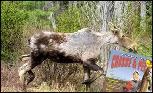 Qu'arrive-t-il donc à notre cher orignal ?