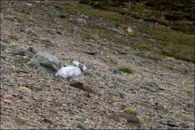 Pourquoi le lièvre est-il dans tous ses états ?