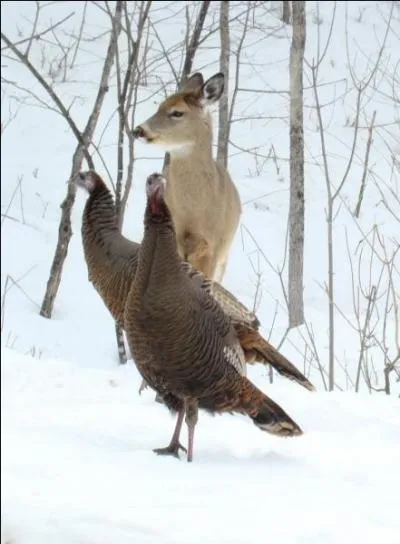 L'absence de neige fait tout de même des heureux. Pour quel animal est-ce le cas ?