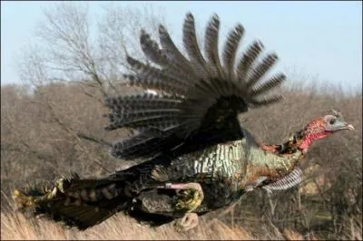 Mais pourquoi sont-ils si heureux ?