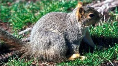 Quel autre animal à 4 pattes est heureux ?