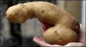 D'où est originaire la pomme de terre ?