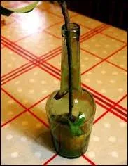 Lequel de ces breuvages alcoolisés ne provient pas de la distillation/fermentation de pommes ?