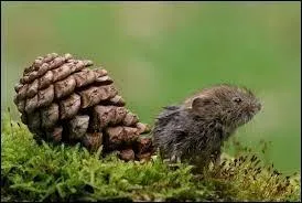 L'un de ces arbres ne possède pas de "pomme de pin", lequel ?