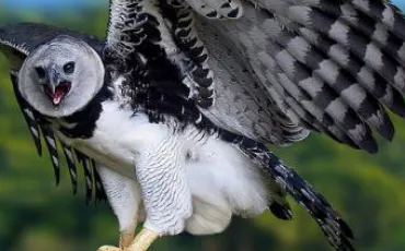 Quiz Rapaces