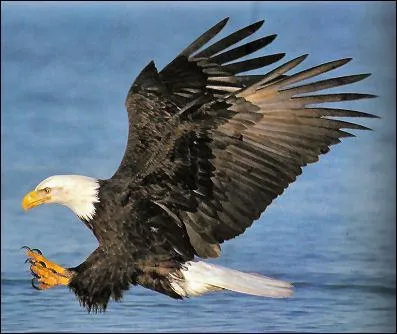 L'emblème des États-Unis est souvent confondu avec un autre aigle.