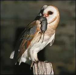 C'est une chouette qui habite dans les granges, aussi appelée dame blanche.