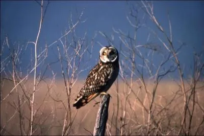 C'est un hibou qui habite le même lieu que les crocodiles.