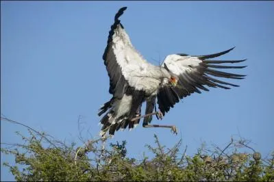 C'est un grand rapace qui se nourrit de serpents.