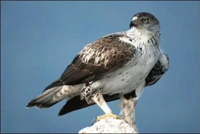 Le rapace le plus menacé en France ; il ne reste que 30 couples dans les Pyrénées en 2015.