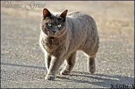 Je suis le lieutenant du Clan du Tonnerre mais j'ai perdu ma place lorsque je me suis fait capturer par les Bipèdes. J'ai rejoint mon clan avec une chatte domestique. Je suis le meilleur ami d'Étoile de Feu. Qui suis-je ?