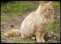 Je suis une chatte du territoire des Chevaux. Je suis partie avec mes trois chatons pour que les Bipèdes ne me les enlèvent pas. J'ai eu peur et je suis repartie chez moi quand mon fils a perdu sa queue. J'ai eu deux autres chatons avec un chat que je n'aimais pas. Qui suis-je ?