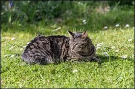 J'étais un ami de mon ancien chef. En mourant, épuisé du voyage vers les nouveau territoires, il m'a nommé chef alors que je n'étais pas lieutenant. Il y a eu une bataille avec le lieutenant qui est mort et je suis devenu chef. Qui suis-je ?