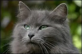 J'ai quitté le Clan de l'Ombre où j'étais guérisseuse car le clan avait changé depuis la mort de l'ancien chef. Le Clan du Tonnerre m'a recueillie (en fait, j'étais plutôt prisonnière) et je suis devenue leur guérisseuse à la mort de Petite Feuille. Qui suis-je ?