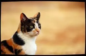 Je suis née dans le Clan du Tonnerre avec mon frère. Je suis la fille d'un traître et comme les membres de mon clan n'avaient pas confiance en moi, j'ai changé de clan. Je suis l'élue du Clan de l'Ombre pour aller au voyage, là, où le soleil sombre dans l'eau. Qui suis-je ?