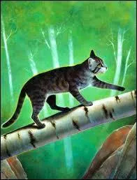 Museau Cendré va se réincarner en :