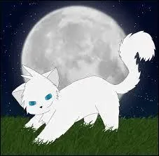 Qui est le chaton qu'adopte la mère de Fleur de Bruyère ?