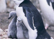 Quiz Animaux sauvages d'Antarctique