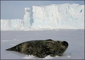 Ce phoque est un phoque de __________.