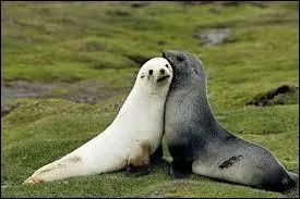 Quels sont ces deux animaux ?