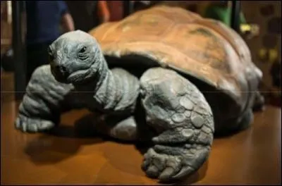 À quel âge la tortue Kiki est-elle décédée ?