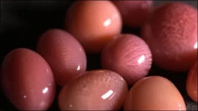 Il y aurait aussi des bijoux, plein de bijoux à faire rêver la reine d'Angleterre et à ordonner des massacres pour que celle-ci en mette sur sa couronne. Mais de quoi sont-ils faits ?