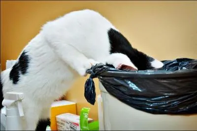 Revenons à Miaou notre chat. Dans la liste proposée, quels sont ces objets favoris à avaler ?