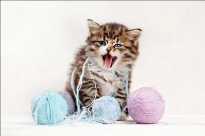 Miaou le chat préfère avant tout...