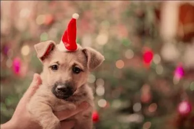 Faites attention le soir de Noël, car en second lieu, Toutou le chien adore dévorer...