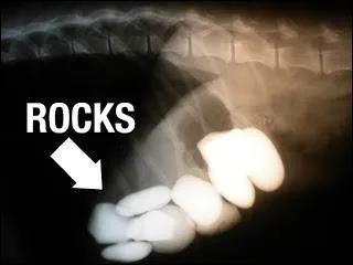 Restons avec Toutou le chien, en 3e position du palmarès des choses qu'il adore avaler, viennent...