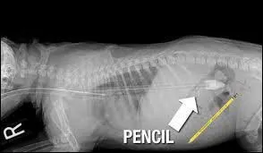 Il peut y avoir une conséquence très grave à cela : la mort de votre bête. Pour prévenir que devrions-nous faire ?